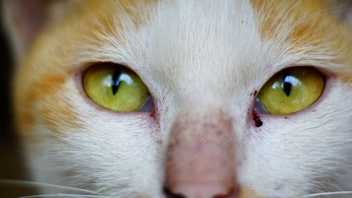 Close-up portrait of cat