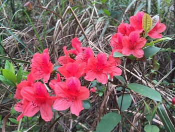 Close-up of pink flowers