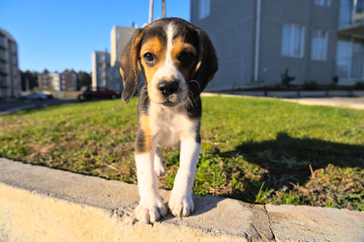 dog