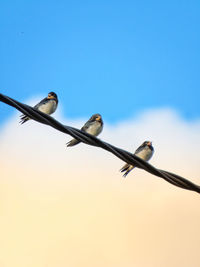 Low angle view of birds perching on cable against sky