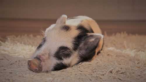Close-up of pig sleeping on rug at home