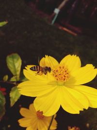 Close-up of bee pollinating flower