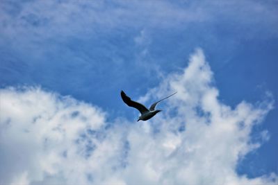 Low angle view of seagull flying against sky