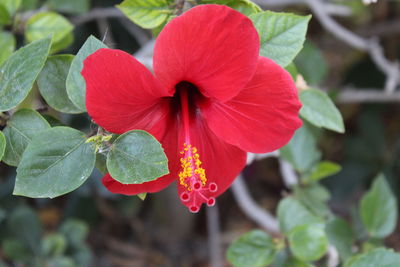 Close-up of red flowering plant