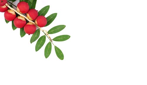 Close-up of plant against white background
