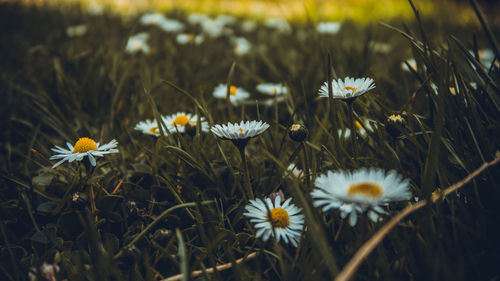 Close-up of white flowering plants on field