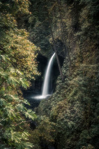 Scenic view of waterfall in forest