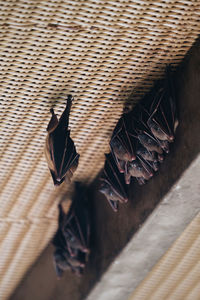 High angle view of a cat on wall