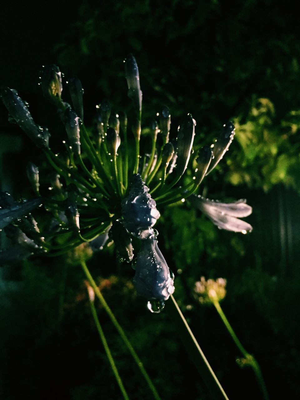 CLOSE-UP OF WET PLANT