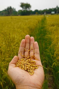 Cropped hand of woman holding wheat