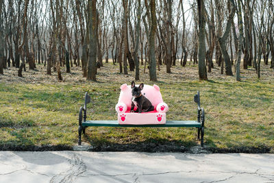 Dog on chair in forest