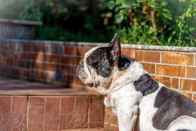 Side view of french bulldog in front of brick path