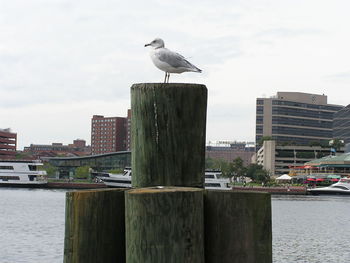 Seagull perching on railing