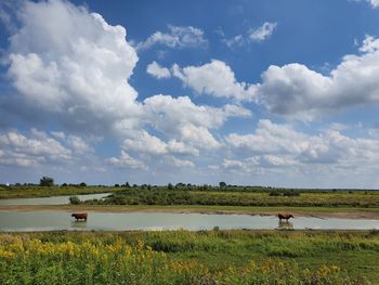Scenic view of field against sky