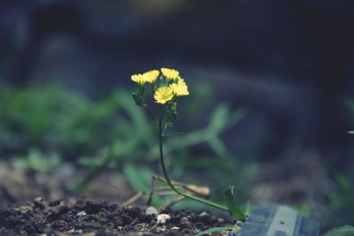 Close-up of yellow flowering plant on field