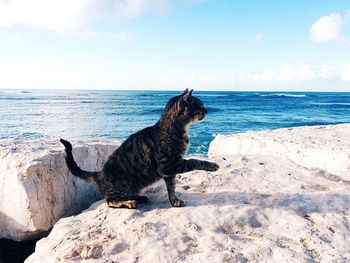 Dog on sea against clear sky