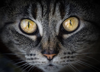 Close-up portrait of a cat