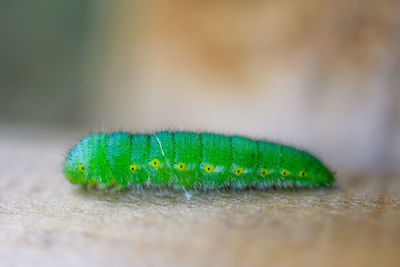 Close-up of caterpillar on leaf