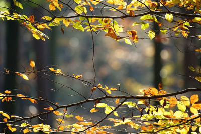 Close-up of autumn leaves on branch