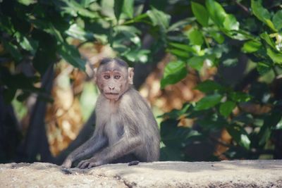 Portrait of monkey