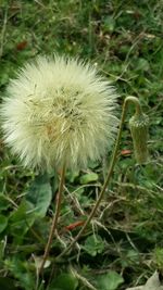 Close-up of dandelion