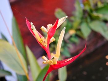 Close-up of flower against blurred background