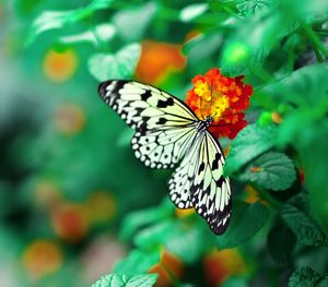 Close-up of butterfly on leaf