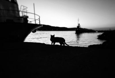 Silhouette dog on boat