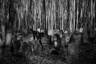 Trees in forest