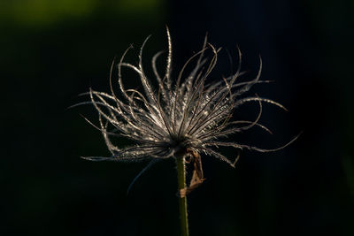 Close-up of dandelion against blurred background