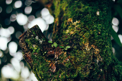 Close-up of moss growing on tree stump