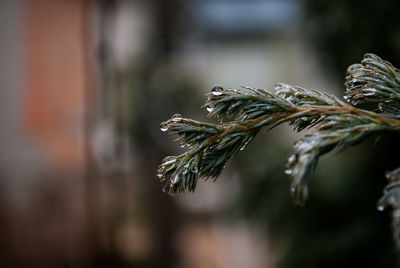 Close-up of wet twig