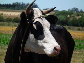 Close-up of cow on field