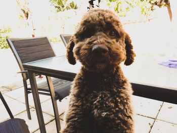 Portrait of dog