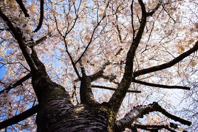 Low angle view of flower tree against sky