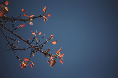 Low angle view of tree against sky during autumn