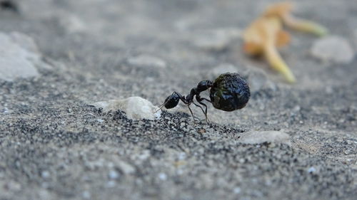 Close-up of insect on ground