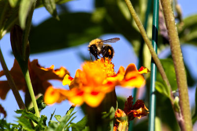 Close-up of bee pollinating on flower