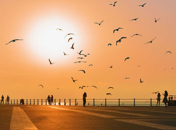 Flock of birds flying over sea