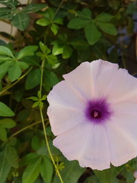 Close-up of purple flower blooming outdoors