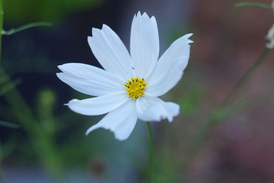 Close-up of flower blooming outdoors