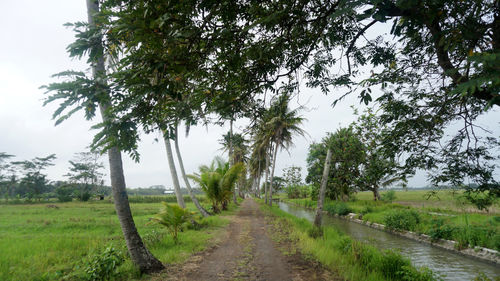 Road amidst trees on field against sky