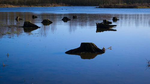 Ducks swimming on lake