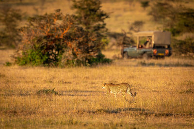 View of cat on field