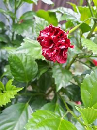 Close-up of red flower blooming outdoors