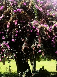 View of flower tree