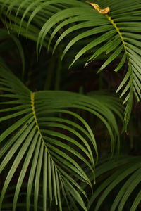 Close-up of palm leaves