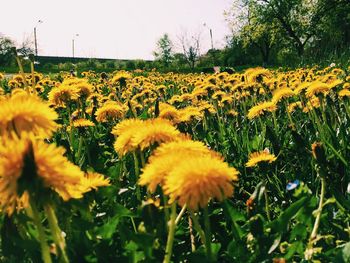 Close-up of sunflower blooming in field