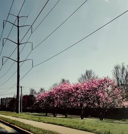 View of trees with pink flowers in background
