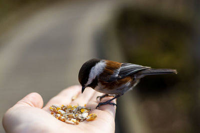 Close-up of hand holding bird eating